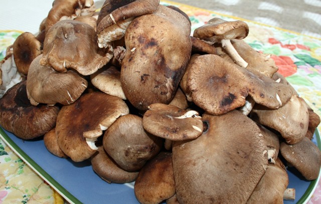 diccionario japones shiitake