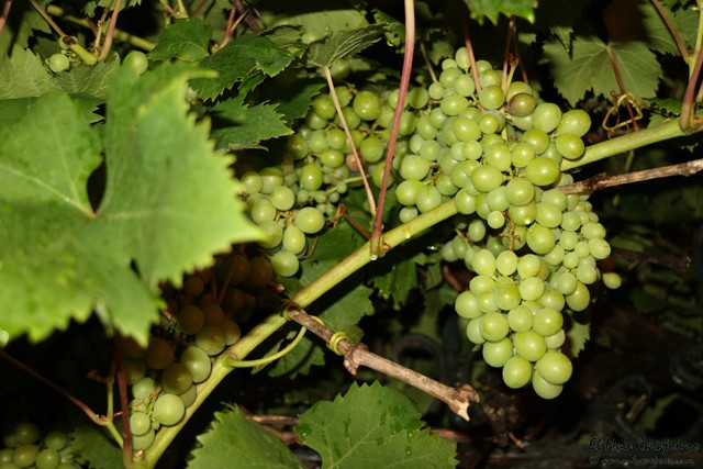 Finca Allende Bodega cata de vinos