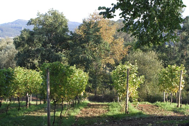 2016 02 malacoria vendimia 009