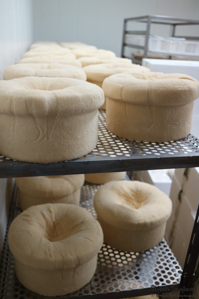 Queseria Sto. Andre Queso del Cebreiro