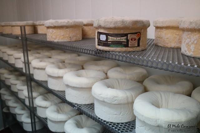 Queseria Sto. Andre Queso del Cebreiro