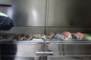2010_tira_000