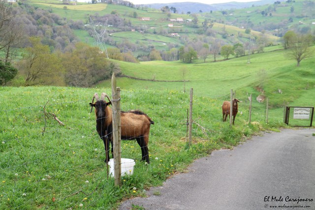 Queseria Riscos Pasiegos Saro Cantabria