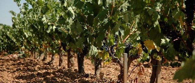 bodegas callejo web 001
