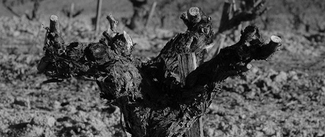 bodegas callejo web 003