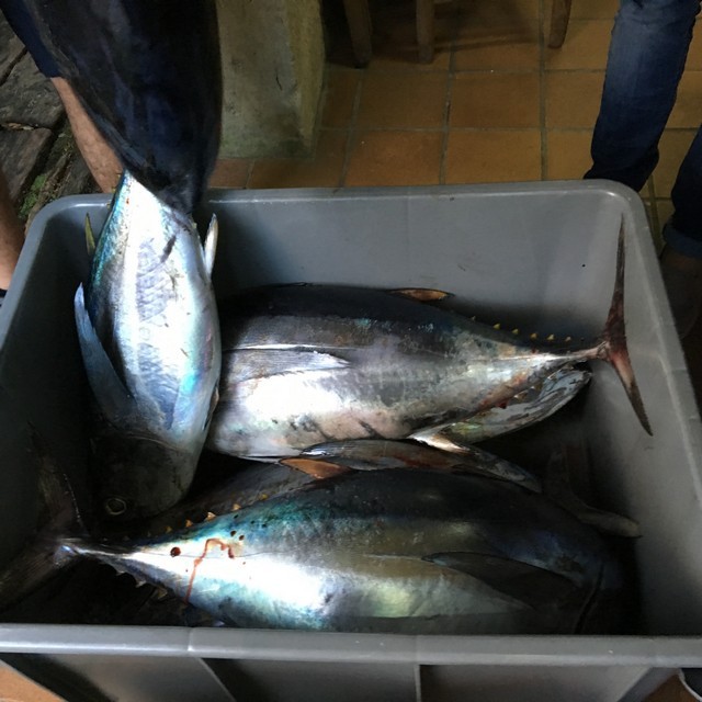 Embotando Bonito, receta conserva bonito
