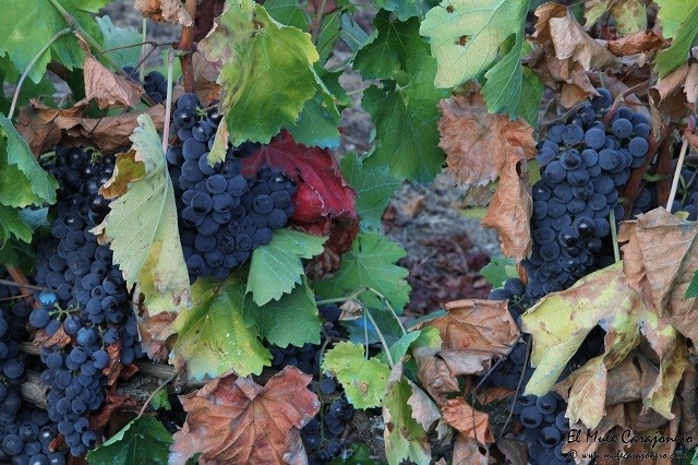 2016 vendimia ORULISA
