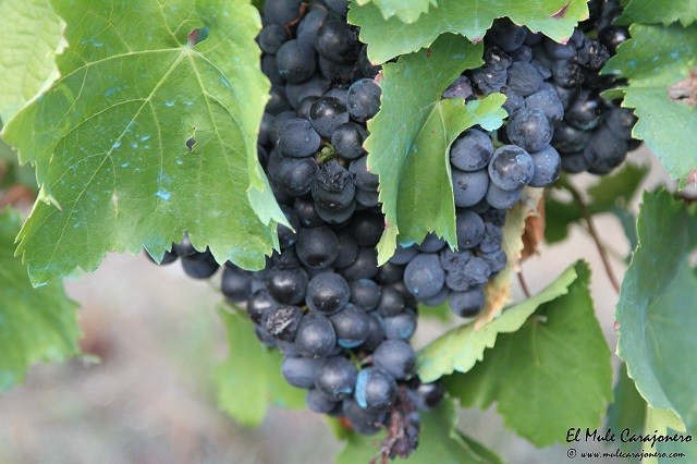 2016 vendimia ORULISA