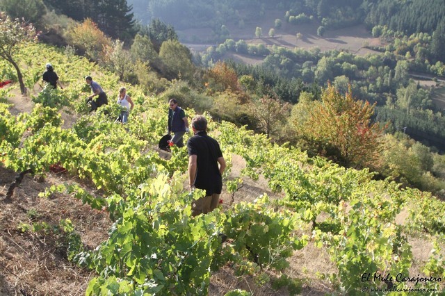 2016 vendimia ORULISA