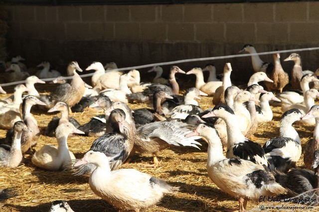 Granja la llueza