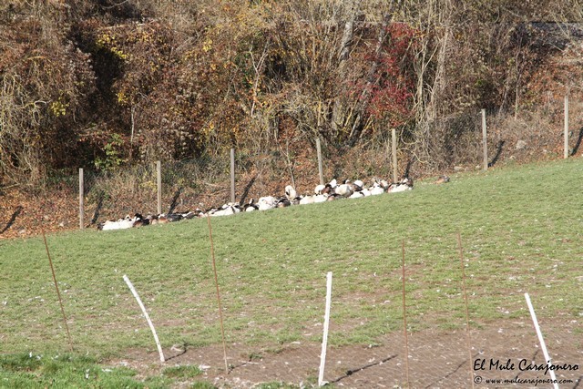 Granja la llueza