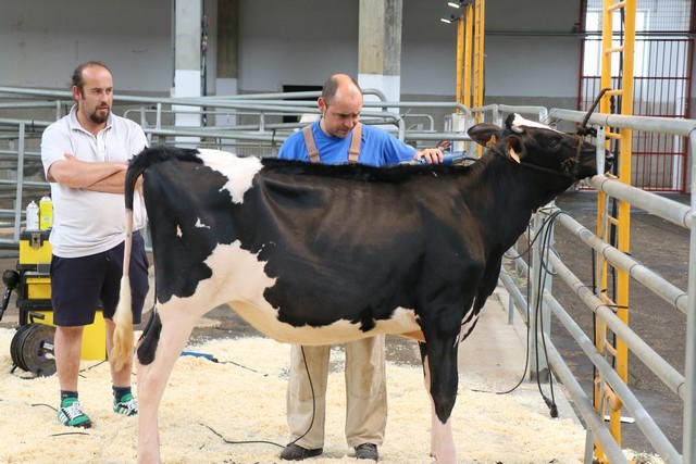 I Concurso AFCA de quesos de vaca de Cantabria