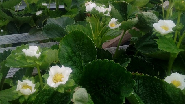 Invernaderos Jardineria Galizano 