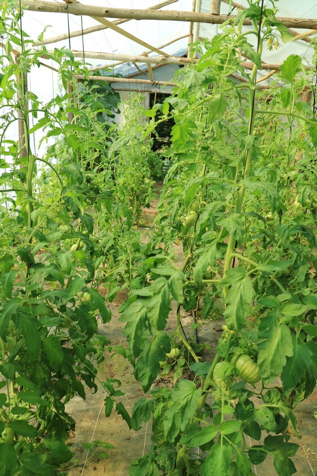 Invernaderos Jardineria Galizano 