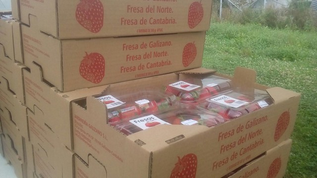 Invernaderos Jardineria Galizano 