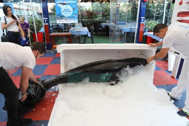 Ronqueo Atun Restaurante la Prensa Santander