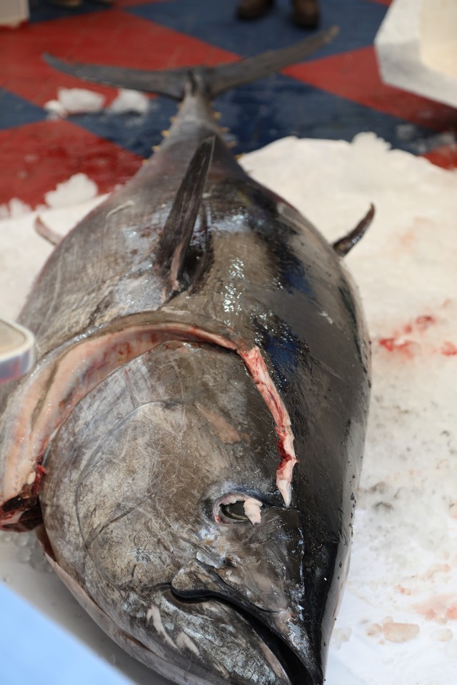 Ronqueo Atun Restaurante la Prensa Santander
