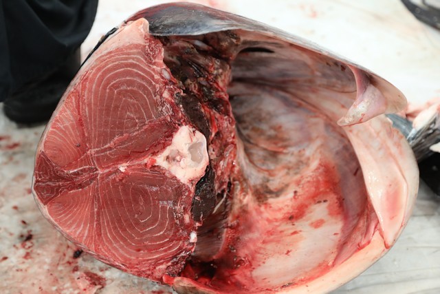 Ronqueo Atun Restaurante la Prensa Santander