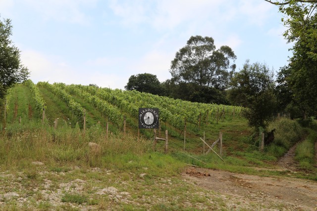 Bodegas El Miradorio De Ruiloba