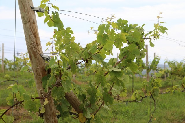 Bodegas El Miradorio De Ruiloba