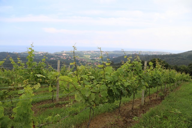 Bodegas El Miradorio De Ruiloba