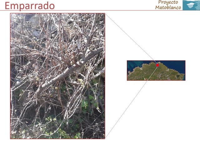 Matoblanco Chacoli de Cueto