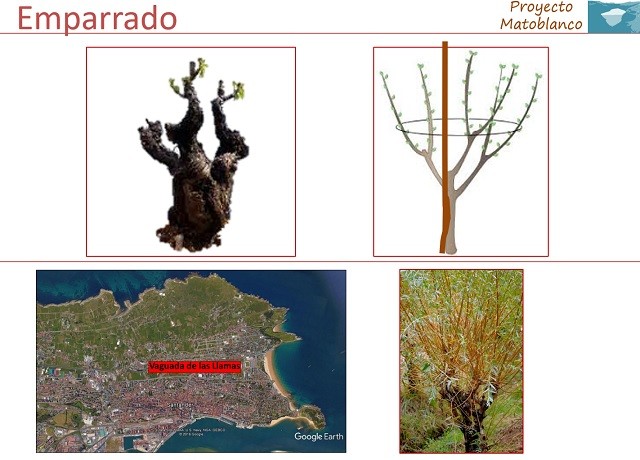 Matoblanco Chacoli de Cueto