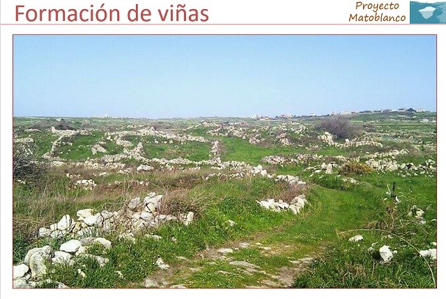 Matoblanco Chacoli de Cueto