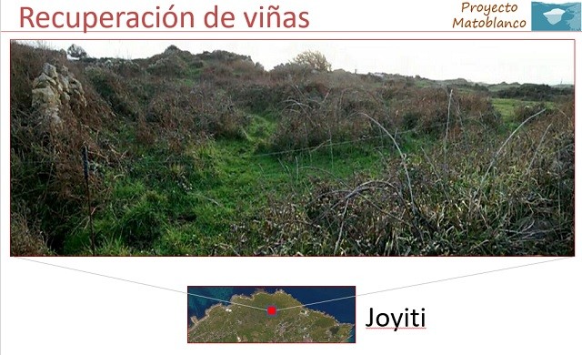 Matoblanco Chacoli de Cueto