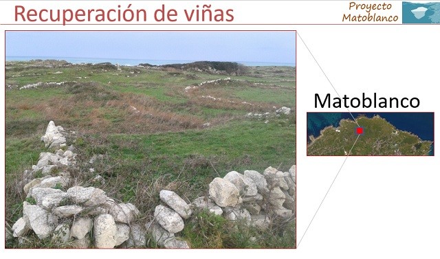 Matoblanco Chacoli de Cueto