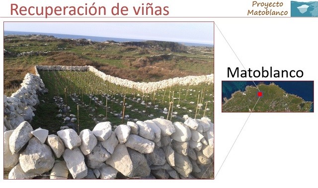 Matoblanco Chacoli de Cueto