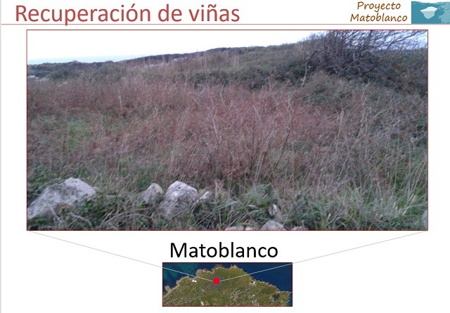 Matoblanco Chacoli de Cueto