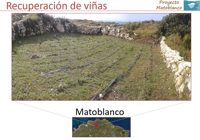 Matoblanco Chacoli de Cueto