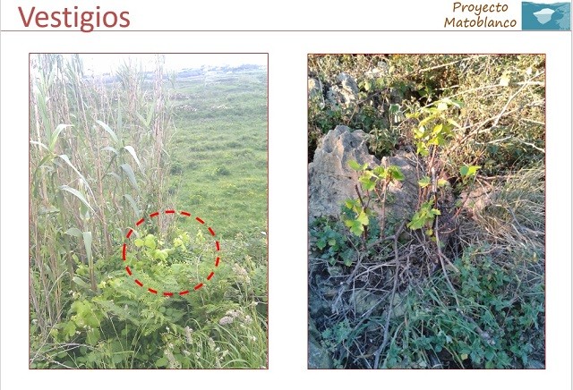 Matoblanco Chacoli de Cueto