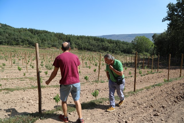 Bodegas Cantabria Camesía
