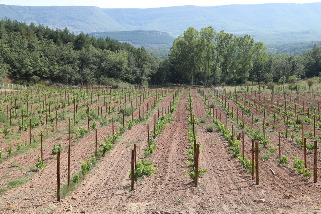 Bodegas Cantabria Camesía