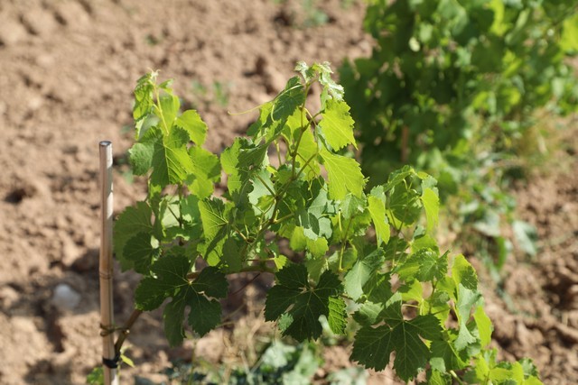 Bodegas Cantabria Camesía