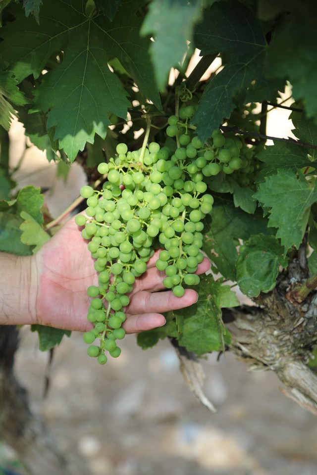 Bodegas Cantabria Camesía