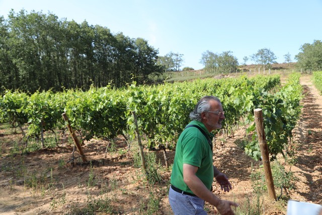 Bodegas Cantabria Camesía