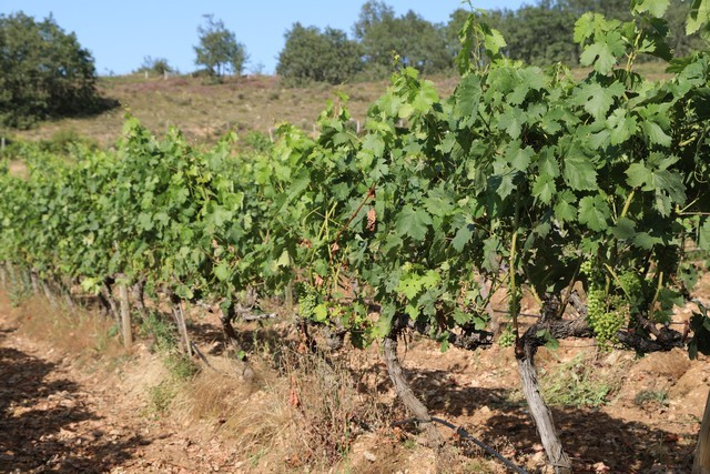 Bodegas Cantabria Camesía