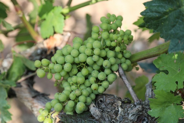 Bodegas Cantabria Camesía
