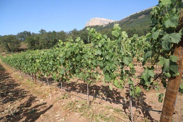 Bodegas Cantabria Camesía