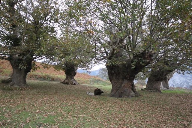2018 09 liebana 007