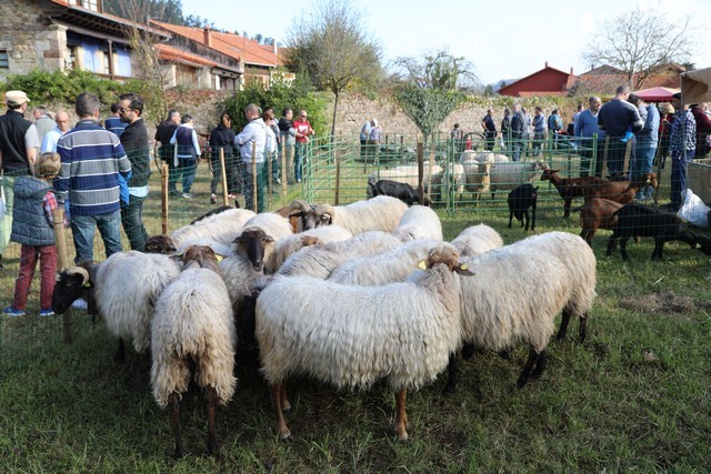 Feria de la alubia Casar Periedo 2018