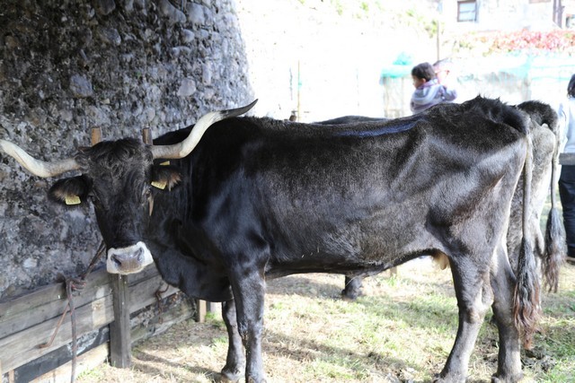 Feria de la alubia Casar Periedo 2018