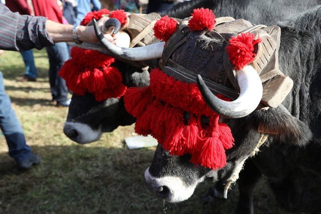 Feria de la alubia Casar Periedo 2018