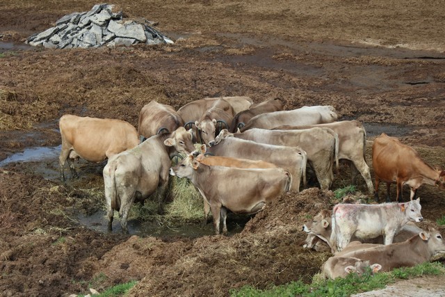 2019 06 queseria campo tresviso 001 mulecarajonero