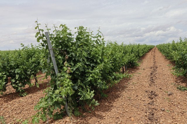 2019 08 castelo m 001 mulecarajonero