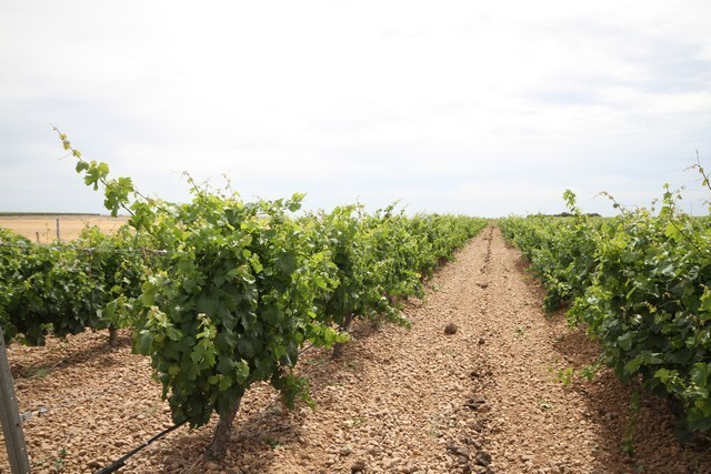 2019 08 castelo m 001 mulecarajonero