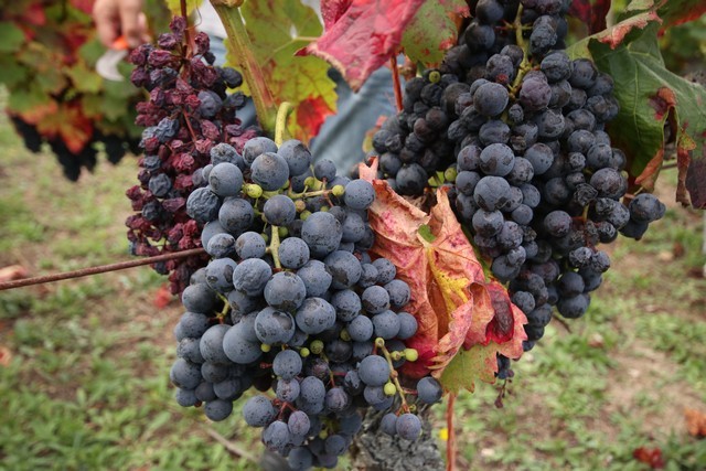 2019 09 vendimia tama 002 mulecarajonero